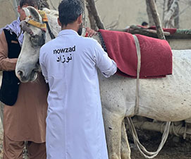 Working animal programme, Afghanistan